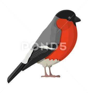 Bullfinch winter bird isolated on white background Stock Illustration