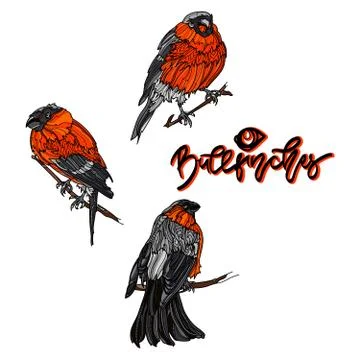 Bullfinches on branches. Stock Illustration