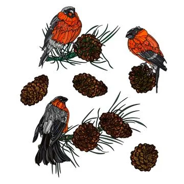 Bullfinches on branches with pine cones. 库存插图