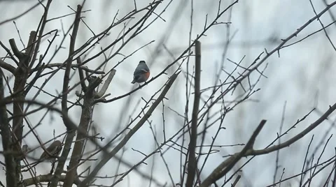 Bullfinches looking around while seating on trees Stock Footage 66757556