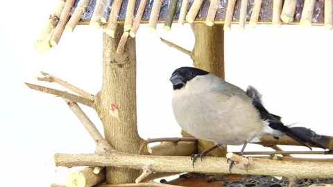 Bullfinches male and female in bird feeder on a white screen Stock Footage