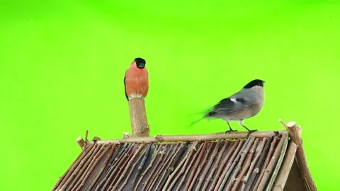 Bullfinches male and female on a green screen, studio shot Stock Footage