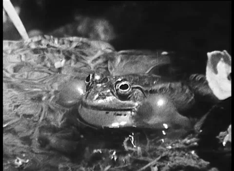 BULLFROG (1948) Stock Footage 159124203