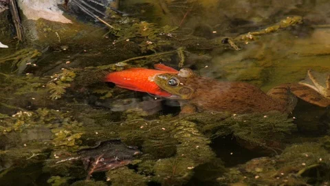 Bullfrog eating a fish Stock Footage 107295532