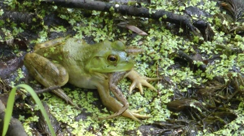 Bullfrog Eating Frog - 1 Video stock 45151148
