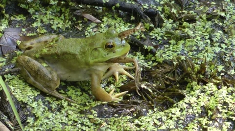 Bullfrog Eating Frog - 2 Video stock 45152527