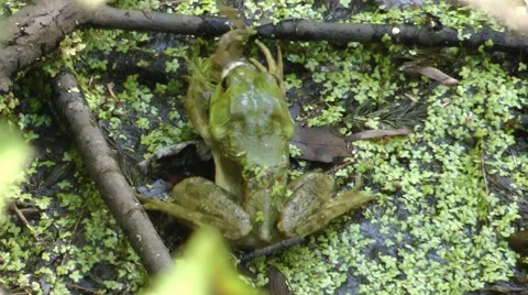 Bullfrog Eating Frog - 3 Video stock 45154145