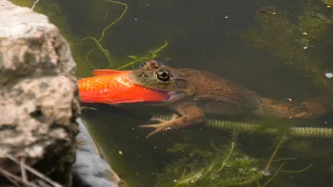 Bullfrog eats a fish Stock Footage