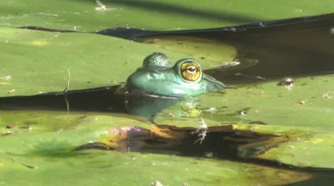 Bullfrog Stock Footage 8948399