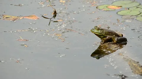 Bullfrog Stock Footage 11095439