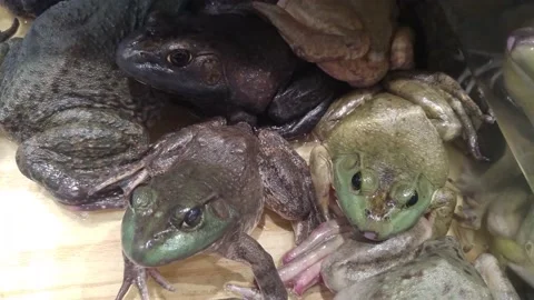 Bullfrog Stock Footage 163410772