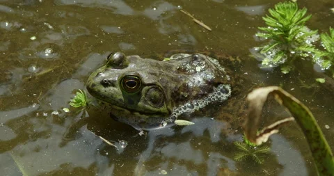 Bullfrog Stock Footage 276115694