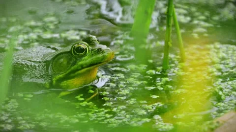 Bullfrog 스톡 동영상 279320251