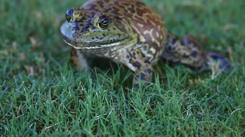 Bullfrog in grass. Stockbeeldmateriaal 80311451