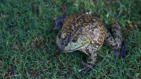 Bullfrog in grass. Stock Footage 80311465