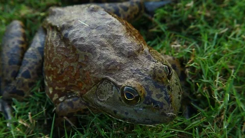 Bullfrog in grass. Stockbeeldmateriaal 80311466