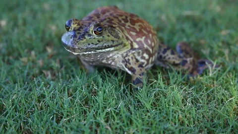Bullfrog in grass. Stock Footage 80311467