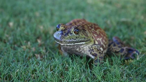 Bullfrog in grass. Stock Footage 80311468