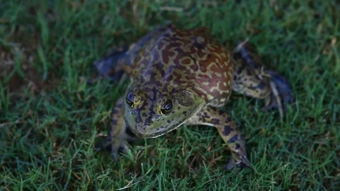 Bullfrog in grass. Stock Footage 80311470