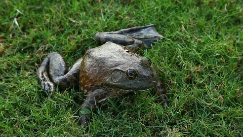 Bullfrog in grass. Video stock 80311471