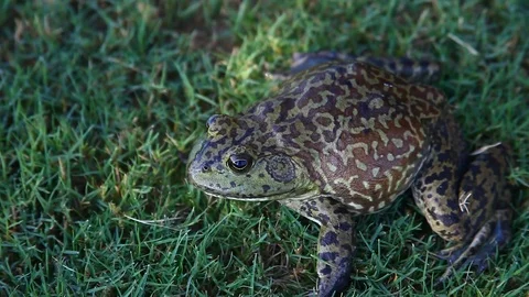 Bullfrog in grass. Stock Footage 80311481