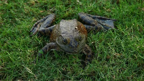 Bullfrog in grass. Stockbeeldmateriaal 80311490