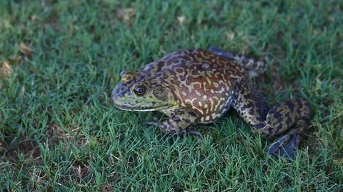 Bullfrog in grass.  Frog walks a few steps. Stockbeeldmateriaal 80311475