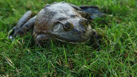 Bullfrog in grass. Front and side view close up. Vidéo 80311501