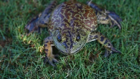 Bullfrog in grass.  Front view above. Frog breathing Vidéo 80311499