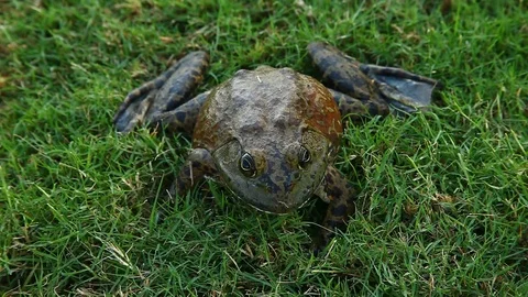 Bullfrog in grass.  Front view from above. Stock-Footage 80311508
