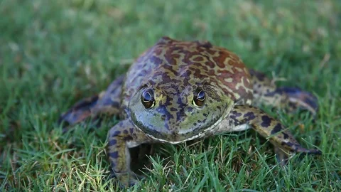 Bullfrog in grass. Front view close up. Stockbeeldmateriaal 80311523