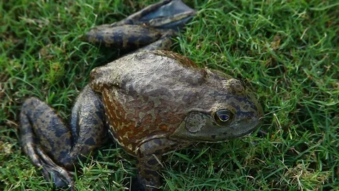 Bullfrog in grass.  Side view from above. Stockbeeldmateriaal 80311507
