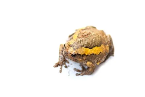 Bullfrog isolate Stock Photos