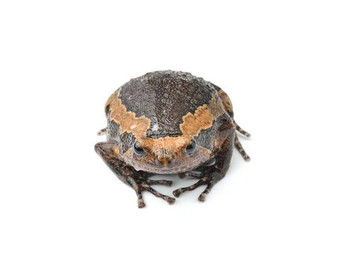 Bullfrog isolated on white background Stock Photos