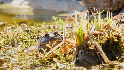 Bullfrog jumping Stock Footage 105128246
