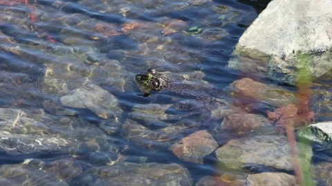 Bullfrog at a lake in late spring. Stock Footage 335958405