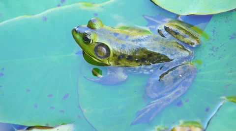 Bullfrog on Lilypad Stock Footage 62766515