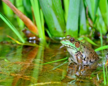 Bullfrog Stock Photos