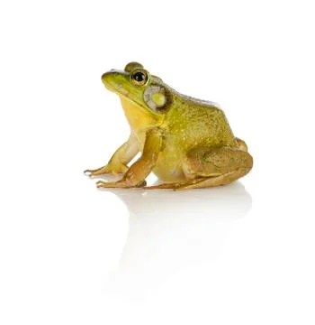 Bullfrog Stock Photos