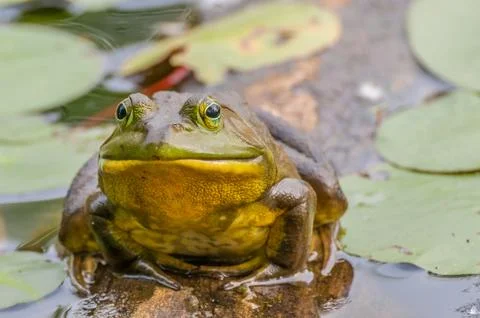 Bullfrog Stock Photos