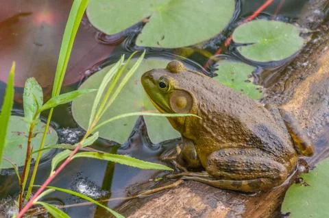 Bullfrog Stock Photos