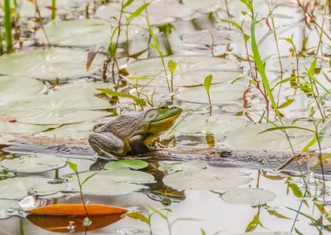Bullfrog Stock Photos