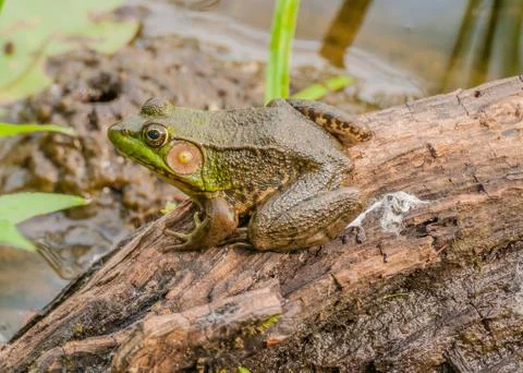Bullfrog Stock Photos