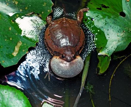 Bullfrog Photos
