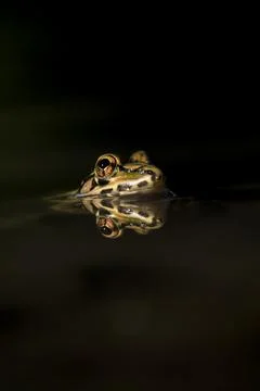 Bullfrog Stock Photos