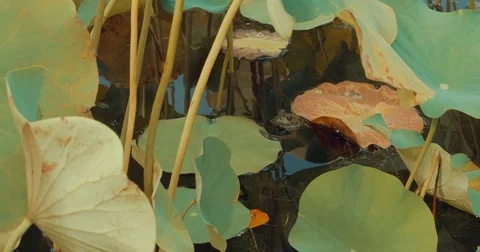 Bullfrog in a pond Stock Footage 79776425