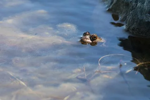 Bullfrog in a pond. Stock Photos