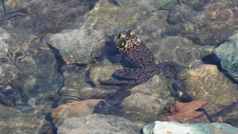 Bullfrog in shallow water. Stock Footage 335958403