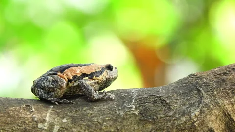 Bullfrog on a tree 스톡 동영상 291300737