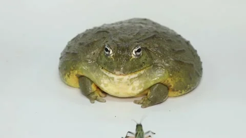 Bullfrog on a white background eats a cricket Vídeo Stock 169554368